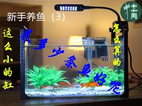 魚缸養幾隻魚|養對魚數：財運滾滾來